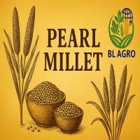 PEARL MILLET